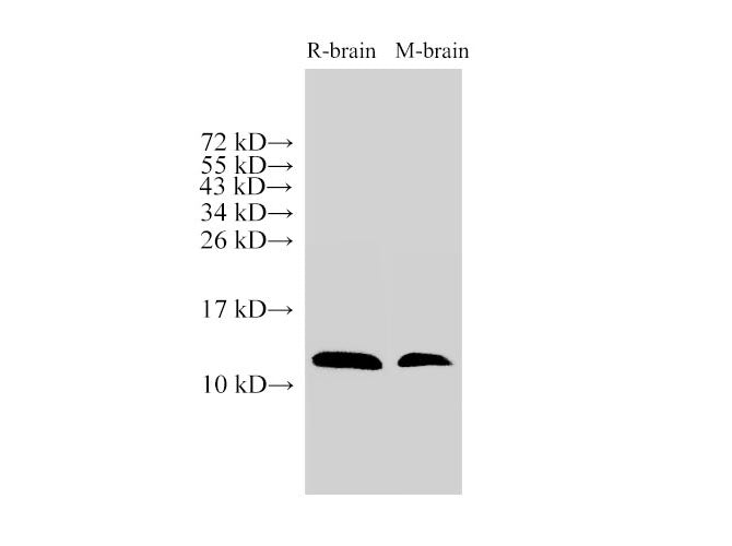MIF Polyclonal Antibody