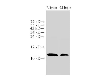 MIF Polyclonal Antibody