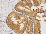 MIF Polyclonal Antibody