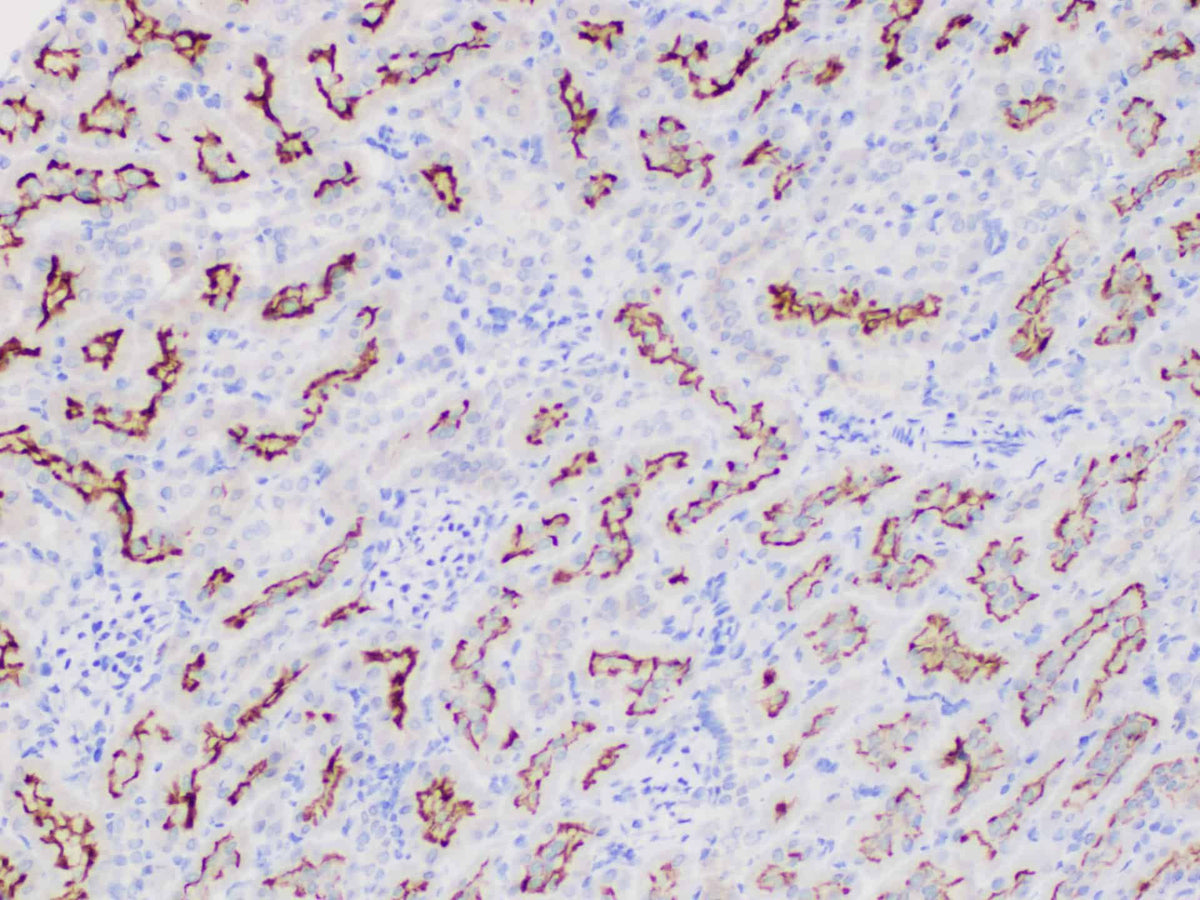 MIF Polyclonal Antibody