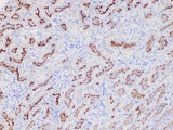 MIF Polyclonal Antibody