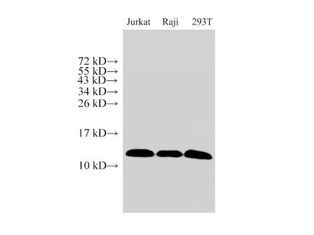 MIF Polyclonal Antibody