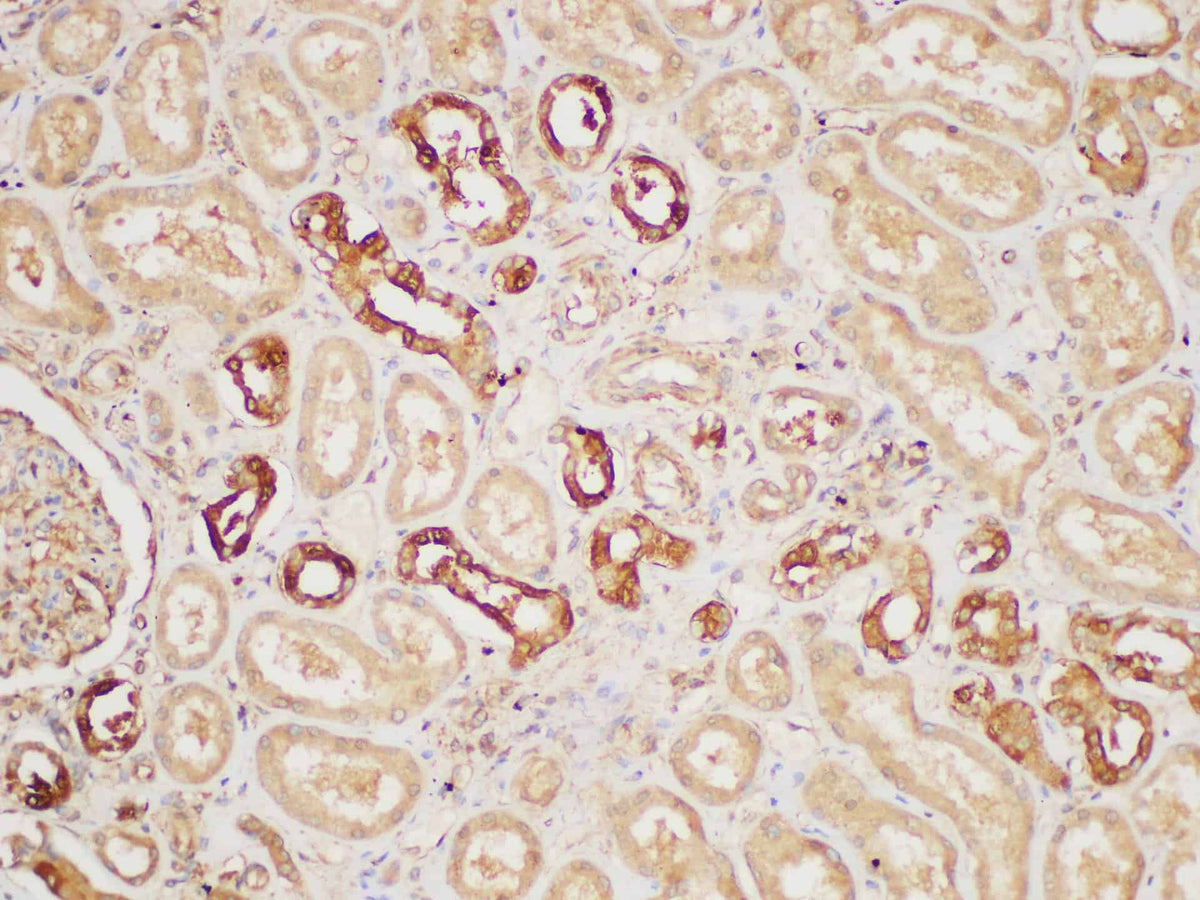 PAIP1 Polyclonal Antibody Host Rabbit