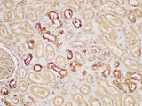 PAIP1 Polyclonal Antibody Host Rabbit