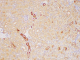PAIP1 Polyclonal Antibody Host Rabbit