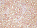 PAIP1 Polyclonal Antibody Host Rabbit