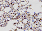 S100A4 Polyclonal Antibody Host Rabbit