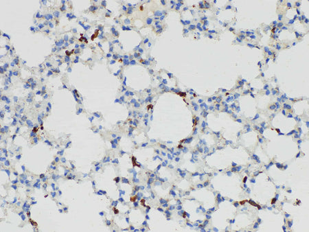 S100A4 Polyclonal Antibody Host Rabbit