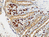 S100A4 Polyclonal Antibody Host Rabbit