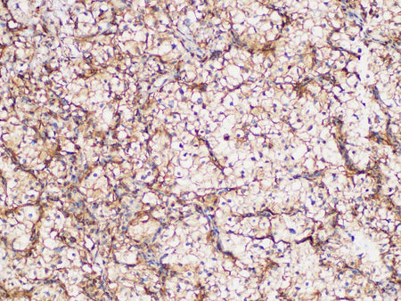 GPNMB Polyclonal Antibody Host Rabbit