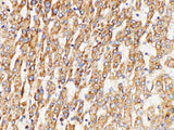 GPNMB Polyclonal Antibody Host Rabbit