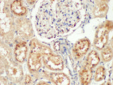 Angiotensinogen Polyclonal Antibody