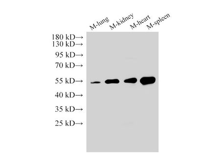 Angiotensinogen Polyclonal Antibody