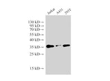 PCNA Polyclonal Antibody Host Rabbit
