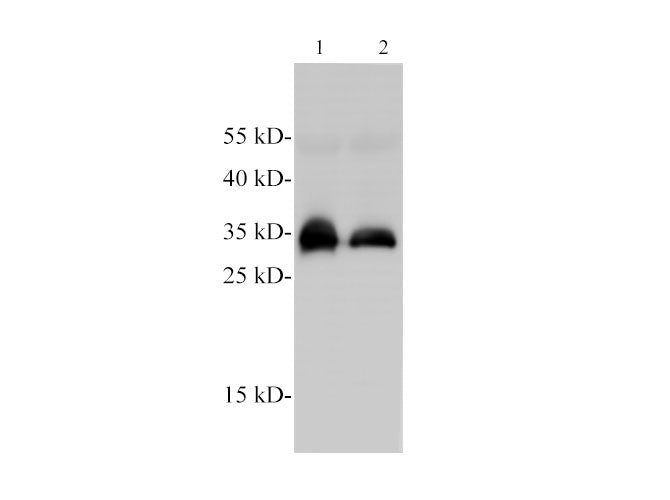 AMBP Polyclonal Antibody Reactivity Human, Zebrafish