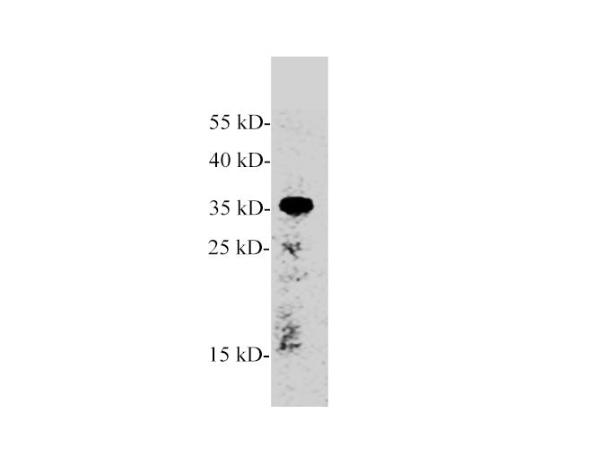 AMBP Polyclonal Antibody Reactivity Human, Zebrafish