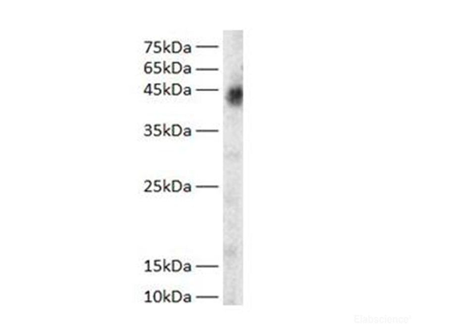 GOT1 Polyclonal Antibody Reactivity Zebrafish