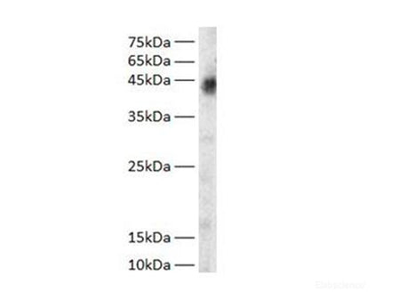 GOT1 Polyclonal Antibody Reactivity Zebrafish