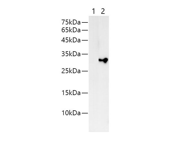 His-Tag Polyclonal Antibody Reactivity All