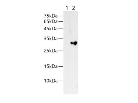 His-Tag Polyclonal Antibody Reactivity All