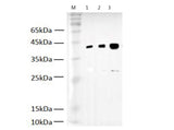 V5-Tag Polyclonal Antibody