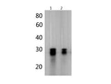 mCherry-Tag Polyclonal Antibody Reactivity All