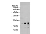 Avi-Tag Polyclonal Antibody
