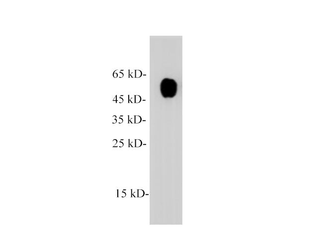 alpha Tubulin Polyclonal Antibody Reactivity Mouse