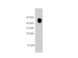alpha Tubulin Polyclonal Antibody Reactivity Mouse