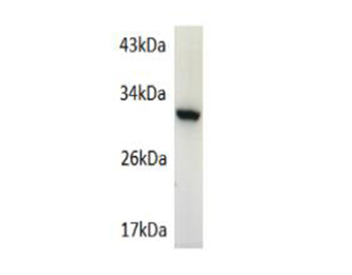 GFP Polyclonal Antibody