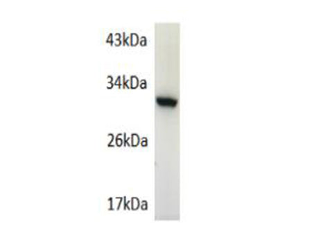 GFP Polyclonal Antibody