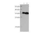PCNA Polyclonal Antibody Reactivity Mouse