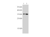 PCNA Polyclonal Antibody Reactivity Mouse