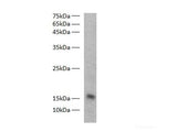 FABP3 Polyclonal Antibody Reactivity Zebrafish