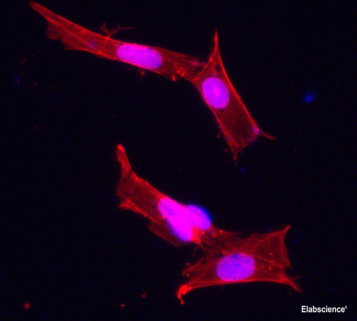 beta actin Polyclonal Antibody Reactivity Human