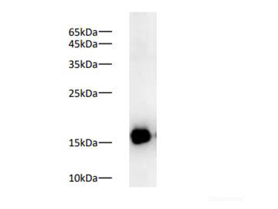 COX4 Polyclonal Antibody