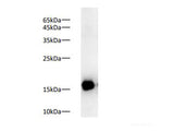 COX4 Polyclonal Antibody