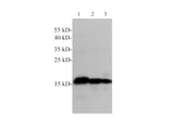 Histone H3 Polyclonal Antibody Reactivity Rat