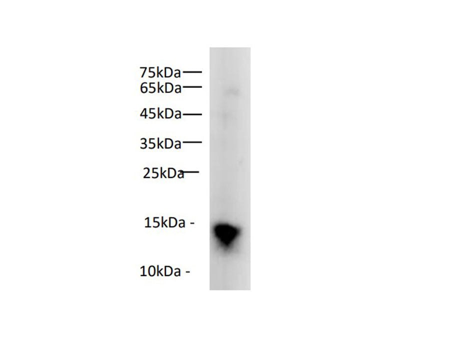 Histone H3 Polyclonal Antibody Reactivity Rat