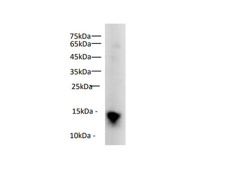 Histone H3 Polyclonal Antibody Reactivity Rat