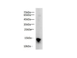 Histone H3 Polyclonal Antibody Reactivity Rat
