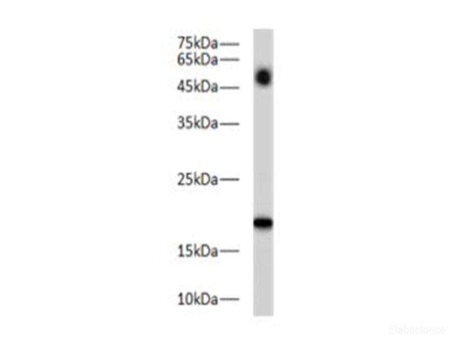 BAX Polyclonal Antibody Reactivity Zebrafish