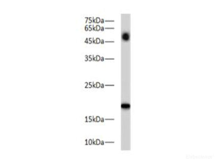BAX Polyclonal Antibody Reactivity Zebrafish
