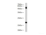 BAX Polyclonal Antibody Reactivity Zebrafish