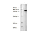S-tag Polyclonal Antibody