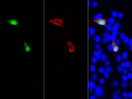 HA-Tag Polyclonal Antibody Reactivity All