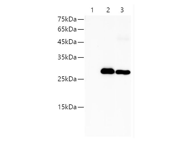 HA-Tag Polyclonal Antibody Reactivity All