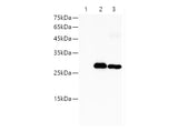 HA-Tag Polyclonal Antibody Reactivity All