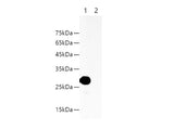HA-Tag Polyclonal Antibody Reactivity All