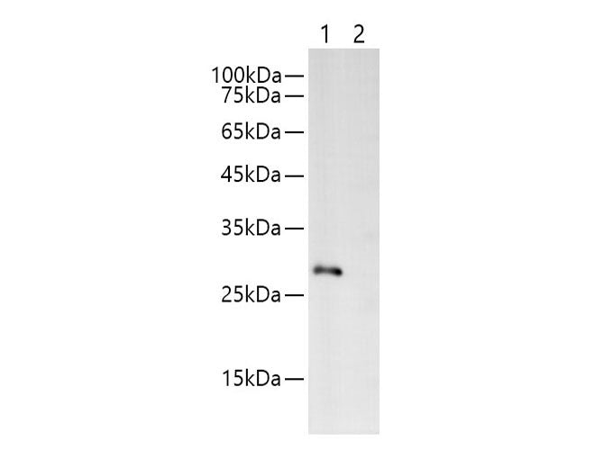 Myc-Tag Polyclonal Antibody Reactivity All